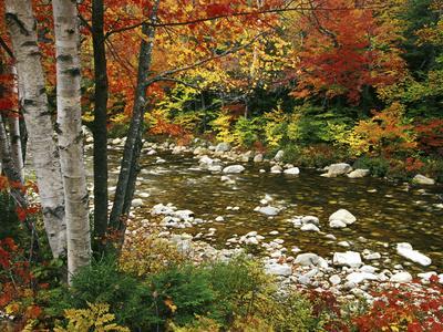 Swift River with Aspen and Maple Trees in the White Mountains, New Hampshire, USA - Photographic Print, 12x9